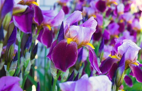 Photograph of iriss