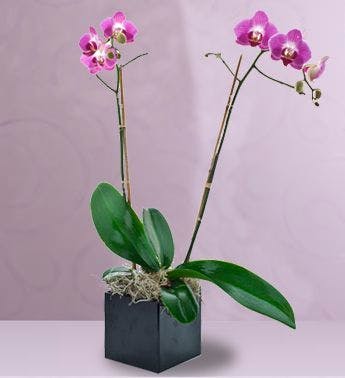Phalaenopsis Orchid Plant Wilmington NC Orchid Delivery