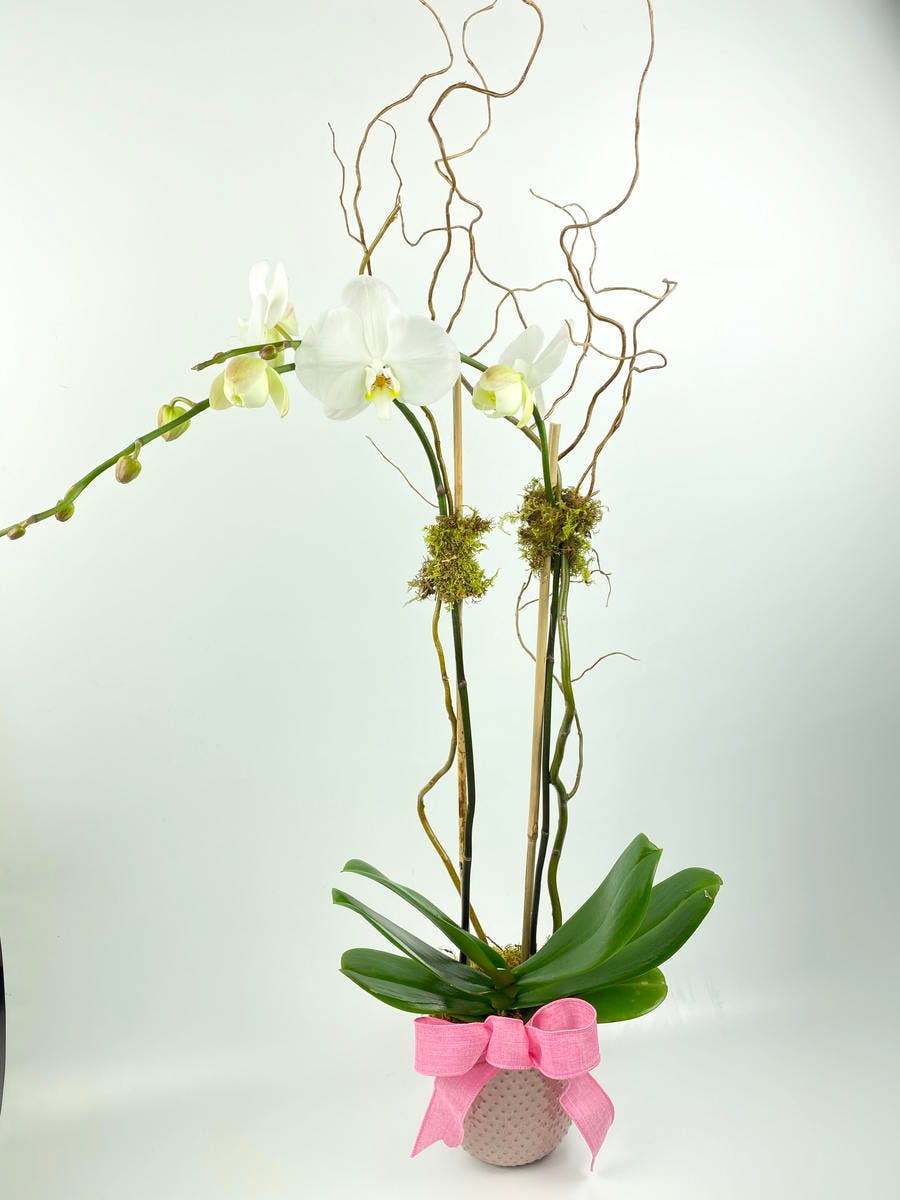 Wilmington NC Plant Delivery Julia's Florist Same Day Delivery