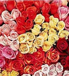 Roses For A Year Wilmington Nc Monthly Rose Delivery