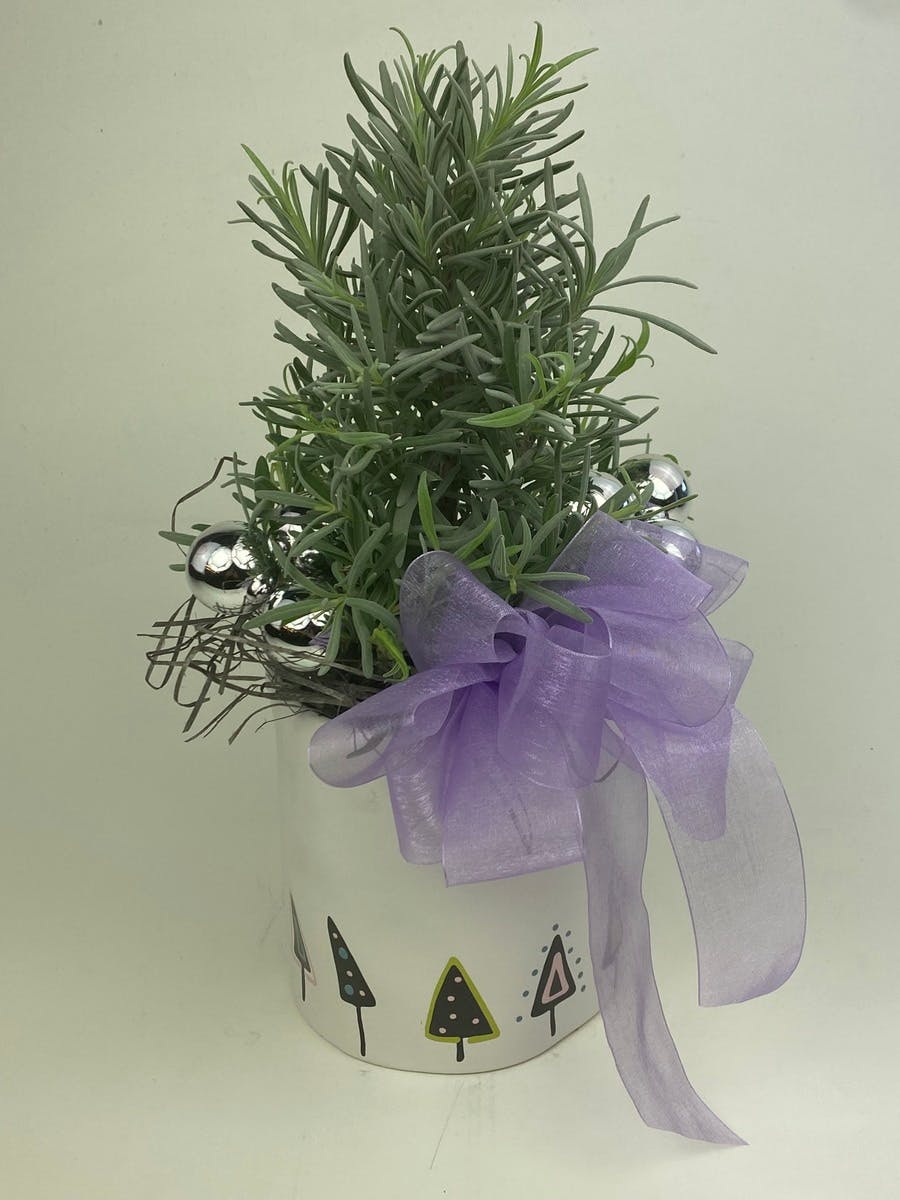 Lavender Topiary Tree Wilmington (NC) Plant Delivery Julia's Florist