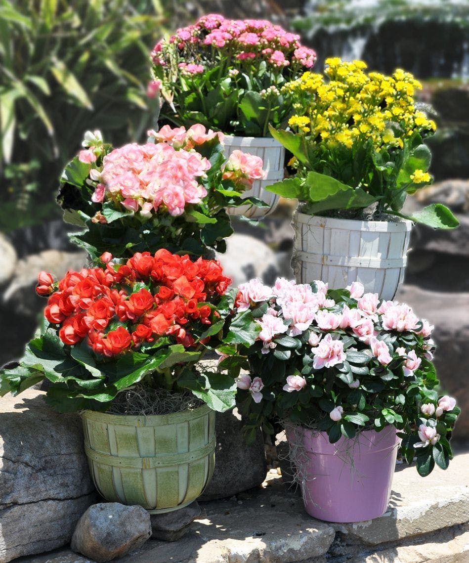 Send the Nicest Blooming Plant Julia's Florist Wilmington