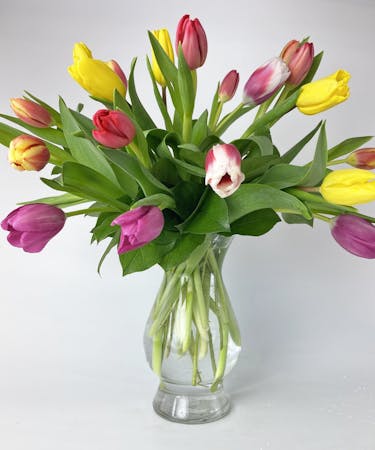 Classic Colorful Tulips